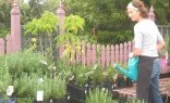 Landscaping Solutions Plant Nursery
